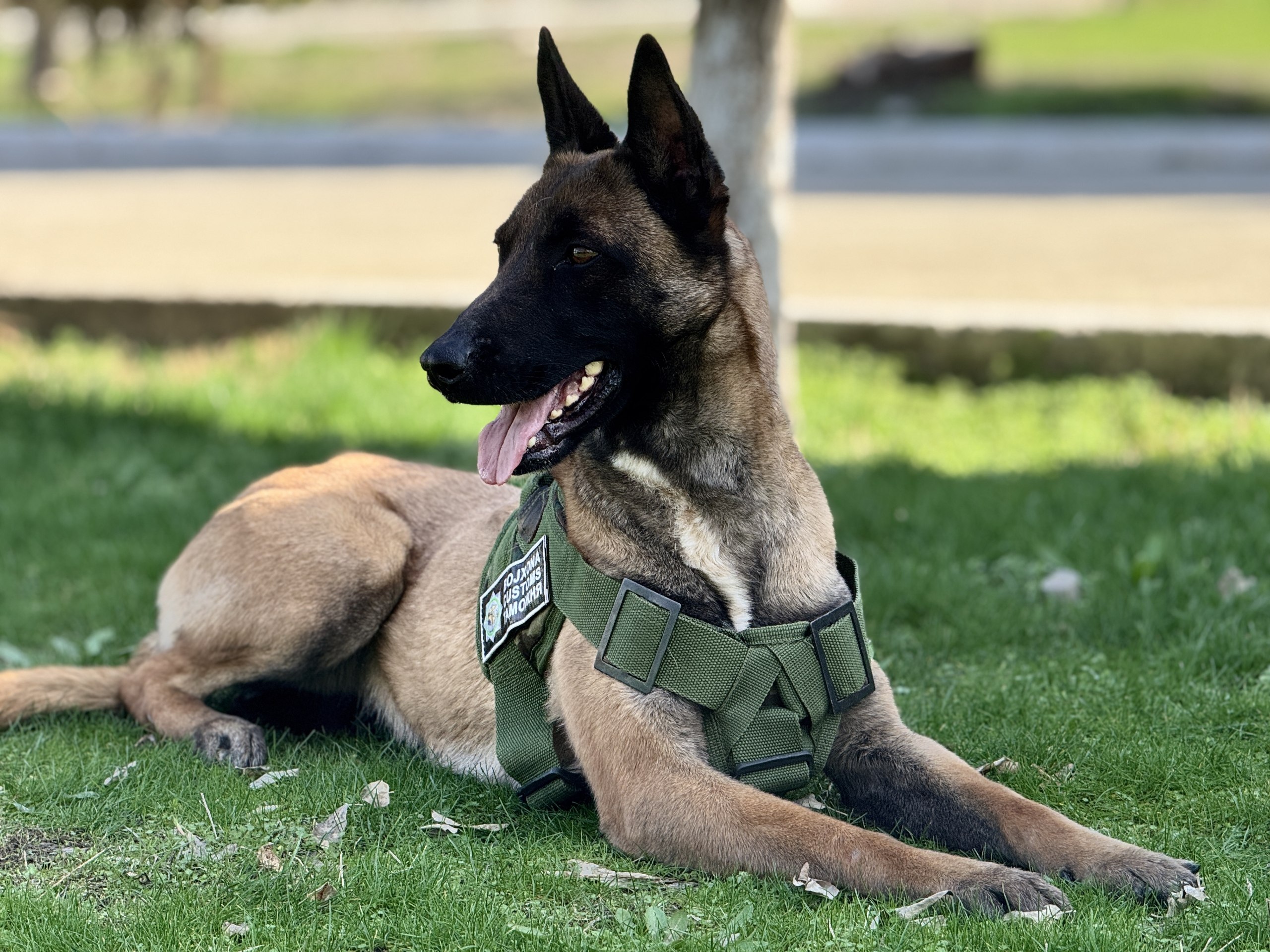 National Canine Center of the Customs Committee